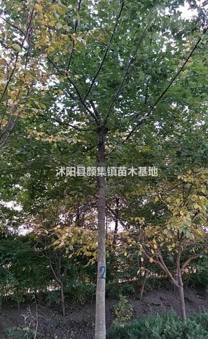 沭陽供應楓香14-18厘米