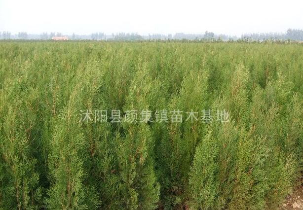 玉簪 0.16元,灑金柏，龍柏