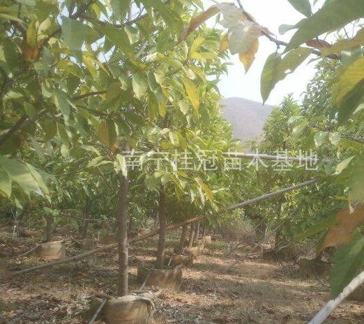 產地直供 白蘭（黃桷蘭）米徑7公分 袋苗 低價