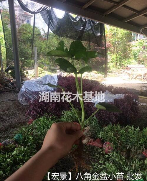 100萬八角金盆小苗-海桐小苗-紅花檵木小苗齊齊甩賣找龔總