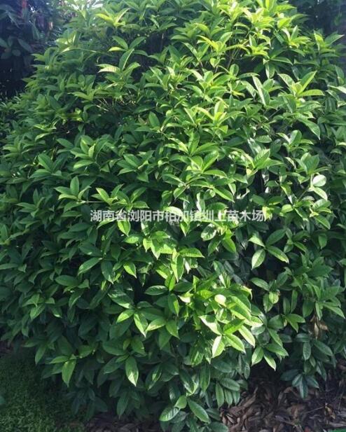 精品桂花球 瀏陽市澤云苗木種植專業合作社桂花球供應