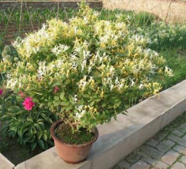 紅金銀花苗 黃金銀花樹樁盆栽 爬藤植物金銀花樹苗 金黃色金銀花