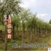 基地垂柳苗 綠化苗木垂柳 垂柳樹苗 綠化工程 無病害 易成活