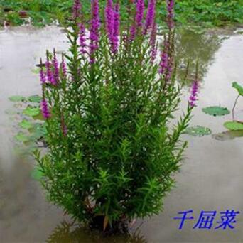 基地直銷優(yōu)質(zhì)水生植物千屈菜 池塘植物水枝柳人工濕地對葉子蓮