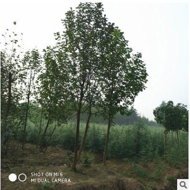 批發園藝綠化苗木白玉蘭 苗圃直銷12公分白玉蘭 特價樹苗量大從優