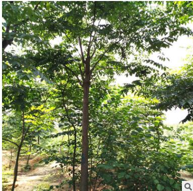 廠家供應彩葉楓香 批發10公分楓香樹苗 產地一手貨源北美楓香價格