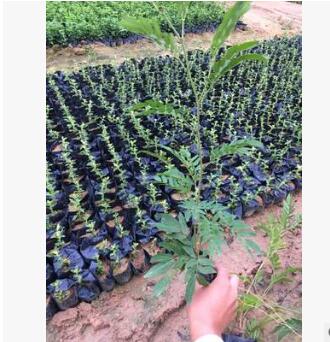 綠化苗木紅絨球批發(fā)供應(yīng) 紅絨球袋苗批發(fā) 美蕊花 美洲合歡供應(yīng)