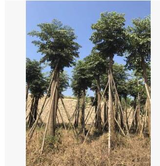 幌傘楓袋苗供應(yīng) 幸福樹 幌傘楓 漳浦遠(yuǎn)東種植基地批量供應(yīng)