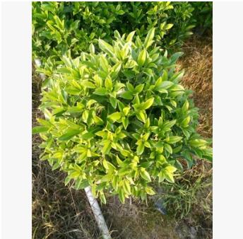 福建漳州非洲茉莉精品球供應批發/非洲茉莉/樹形優美 價格實惠