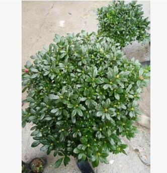 綠化苗木杜鵑花造型供應(yīng)/映山紅供應(yīng)/杜鵑花批發(fā)供應(yīng)