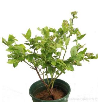 藍莓樹苗南方盆栽耐寒庭院種植北方南方當年結果藍莓苗果樹苗
