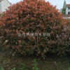 大豐紅葉石楠球紅葉石楠，紅葉石楠球，紅葉石楠樹
