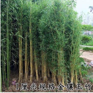 紫竹青竹金鑲玉竹毛竹庭院竹子庭院圍墻植物盆栽地栽