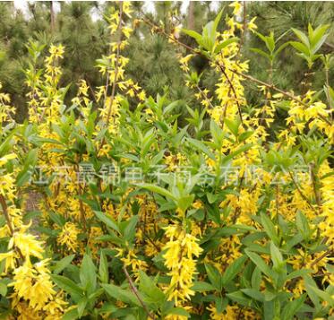 批發連翹苗 觀賞公園綠化連翹小苗 規格齊全工程綠化連翹苗