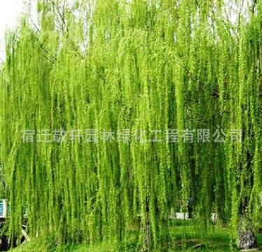 基地供應綠化苗木垂柳 金絲垂柳 綠化工程 行道樹 庭院專用