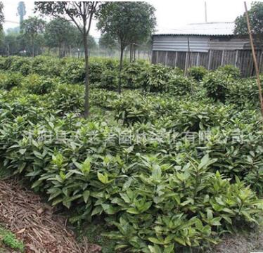 基地批發灑金珊瑚綠化工程苗 灑金珊瑚苗 花葉珊瑚 桃葉珊瑚苗