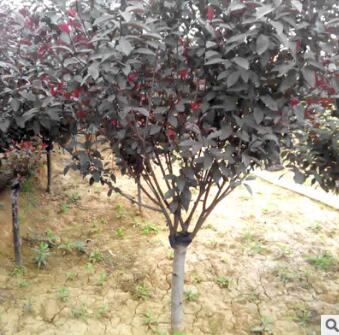 河北苗木基地 10公分櫻花樹價格 優質樹苗批發出售 價格實惠