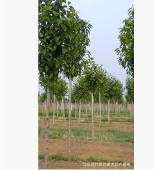 佳和綠洲園林苗圃銷售優質二喬玉蘭供應批發