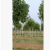 佳和綠洲園林苗圃銷售優(yōu)質(zhì)二喬玉蘭供應(yīng)批發(fā)