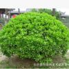大小葉黃楊球球形整齊精神氣足易于管理優(yōu)質(zhì)貨源北京現(xiàn)貨