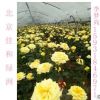 豐花月季 保定月季苗圃 月季花批發(fā)出售
