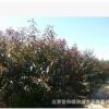 北京碧桃基地_工程綠化用花灌類小喬木碧桃