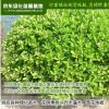 批發園林綠化苗木灌木 小葉黃楊球