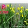 批發水生植物 黃菖蒲水生花卉菖蒲苗 當天挖苗成活率高菖蒲小苗