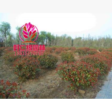紅葉石楠球 球形紅葉石楠 全規格基地直供