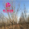 白蠟 白蠟樹 白蠟樹小苗 白蠟批發(fā)粗2-15基地直供