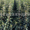浙江產地直銷綠化苗 法國冬青 日本珊瑚樹苗綠籬