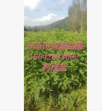 優質苗木刺槐，紫穗槐，大量批發刺槐小苗