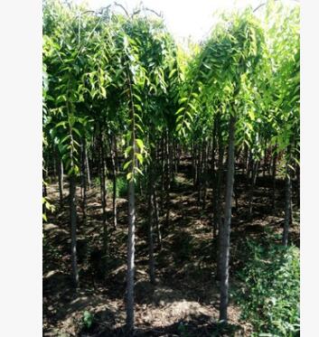 苗木基地直銷王族海棠.光輝海棠.規格齊全長年批發