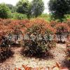 基地直銷 紅葉石楠球獨桿紅葉石楠園林工程綠化苗木常綠園林綠化