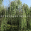 柳樹批發 公園行道綠化苗木垂柳樹苗 盆栽地栽金絲垂柳