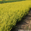 金葉女貞 基地直銷金葉女貞 金葉女貞苗綠化工程庭院植物規格全