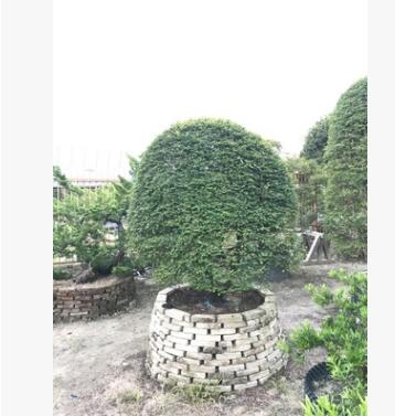 廠家直銷 臺灣紫檀 造型紫檀 球型紫檀 紫檀盆景 臺灣羅漢松