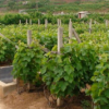 批發工程綠化苗木 重陽木小苗 規格齊全 工程綠化小苗 重陽樹苗