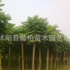 實景行道樹苗木 多規格青桐樹苗 速生青桐 歡迎實地采購 青桐
