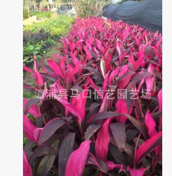 漳州銷售大葉朱焦 亮葉朱焦價格報價亮葉朱焦種植場