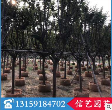 小葉紫薇價格 福建基地直銷 多規格供應