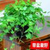 常春藤長青藤綠植盆栽辦公室內桌花卉盆栽吸收苯甲醛凈化空氣植物
