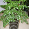 室內(nèi)小幸福樹平安樹植物客廳辦公室盆栽綠寶觀葉盆景幸福樹批發(fā)