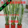 批發 虎尾蘭 虎皮蘭盆栽 盆景多肉植物盆栽