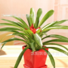 多肉植物花卉 室內盆栽 鳳梨花 鴻運當頭原裝盆土發貨 全國包郵