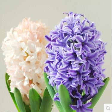 水培植物水培風信子室內桌面綠植風信子小盆栽