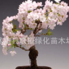 進口櫻花種子日本櫻花 櫻花盆栽種子 彩色芙蓉花 楓樹 神秘果金桔