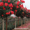 基地直銷藤本月季花苗 大花濃香四季苗 觀花植物精品月季苗