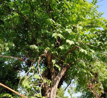 花木之鄉 批發園藝樹苗 凌霄苗大量供應 果樹苗 農戶直銷