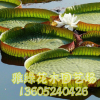 專業供應水生植物 王蓮 凈化水質 物美價廉 歡迎選購
